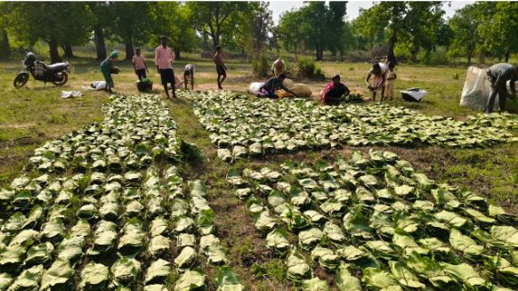 ‘Green Gold’ Collection Begins In CG : राज्य में ‘हरा सोना’ बनाम तेंदूपत्ता 920 करोड़ रूपए का होगा भुगतान