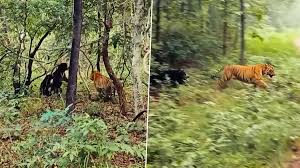 मातृत्व की मिसाल: मादा भालू ने बच्चे को बचाने के लिए बाघ से भिड़ंत ली, देखें वीडियो