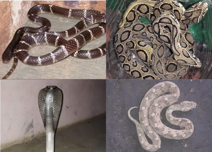 Snake Bites Increases During Monsoon : भारत में सर्वाधिक मौतों के जिम्मेदार है ये चार सांप