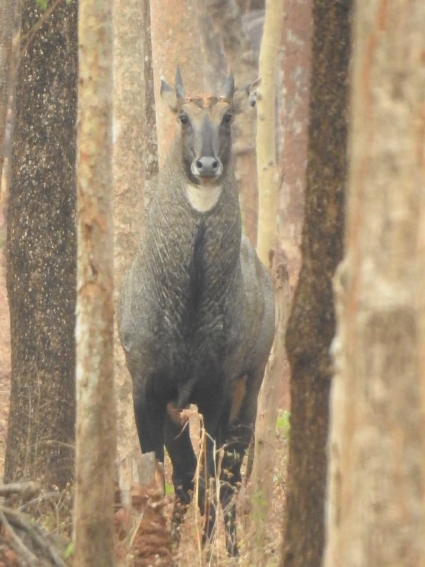 Nilgai In Mainpur Tiger Reserve : गरियाबंद के जंगलों में विचरण कर रही नील गाय दिखी