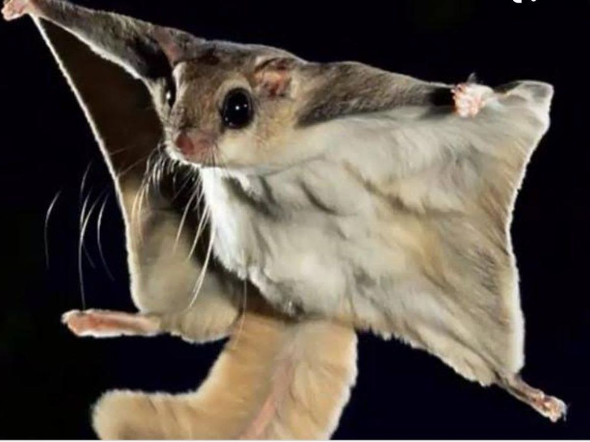 Udanti-Sitanadi Tiger Reserve : फॉरेस्ट गार्ड ने ली दुर्लभ उड़न गिलहरी की मोबाइल फुटेज