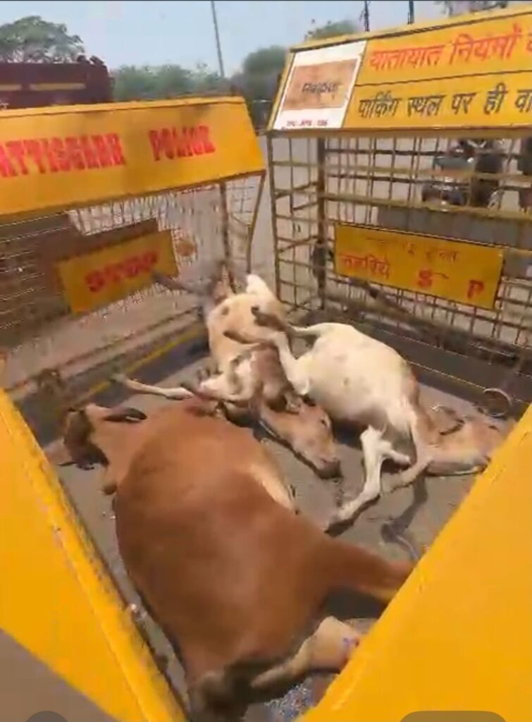 accidents on Ring Road-3 : अब तक 28 गायों की मौत, स्पीड लिमिट और पशु रेस्क्यू वाहन की मांग